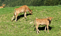 tn_IMG_6342v.webp