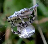 DSC_2074 verpacken.webp