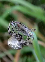 DSC_2095 verpacken.webp