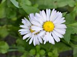 DSC_1960 Gänseblümchen.jpg