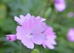 DSC_1900 Storchschnabel Geranium.jpg