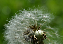DSC_1880 halbe Pusteblume.webp
