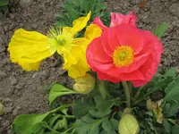 Copy of IMG_6406 v.webp