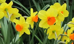 Copy of IMG_6394v.webp