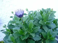 P9240191.webp