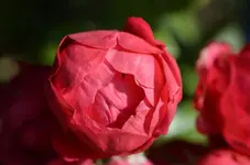 DSC_1862 Polyantharose.webp