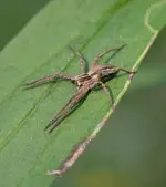 DSC_2188 Raubspinne.webp