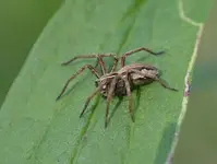 DSC_2193 Raubspinne.webp