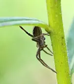 DSC_2210 Raubspinne.webp