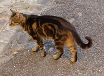 livia09.webp
