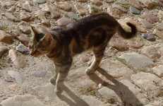 livia10.webp