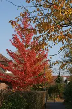 Herbstlich_1_DSC00830.webp