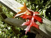 Copy of Herbst 046 v.webp