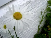 weiss v (1).webp