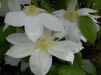weiss v (2).webp