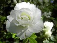 weiss v (3).webp