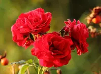 IMG_1434.webp