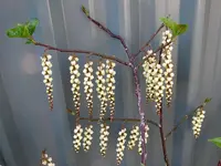 Copy of IMG_6520.webp