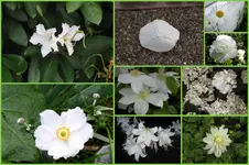 Herbst13.webp