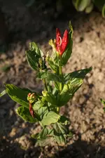 DSC02632.webp