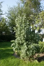 DSC02633.webp