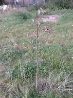 IMAG2301.webp