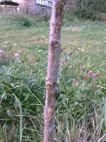 IMAG2306.webp