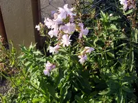 SN859299.webp