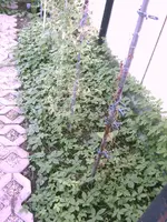 IMAG2316.webp
