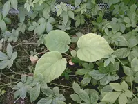 IMAG2312.webp