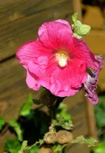 DSC_2336 Stockrose.webp