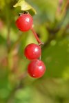 DSC_2165 drei rote Beeren.jpg