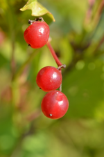 DSC_2165 drei rote Beeren.webp
