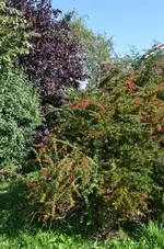 DSC_2312 rote Beeren.webp