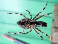 Spinne014.webp