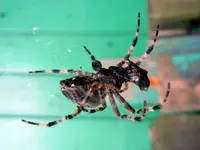 Spinne017.webp