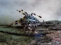 Spinne026.webp