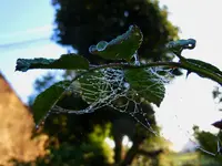 DerTagerwacht144.webp