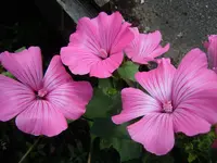 026.webp