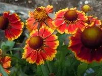 027.webp