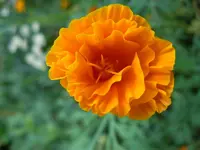 028.webp