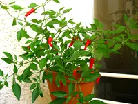 IMG_2310.webp