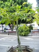IMGP4342.webp