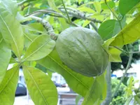 IMGP4343.webp