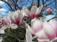 Copy of IMG_6455 v.webp