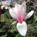 Copy of IMG_6456 v.webp