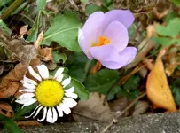 Herbstzeitlose v.webp