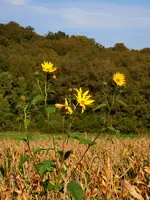 Wildblumen188.webp