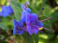 Wildblumen195.webp