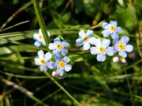 Wildblumen198.webp